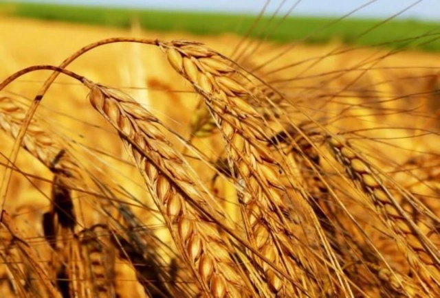 Отменены правила выделения средств производителям пшеницы