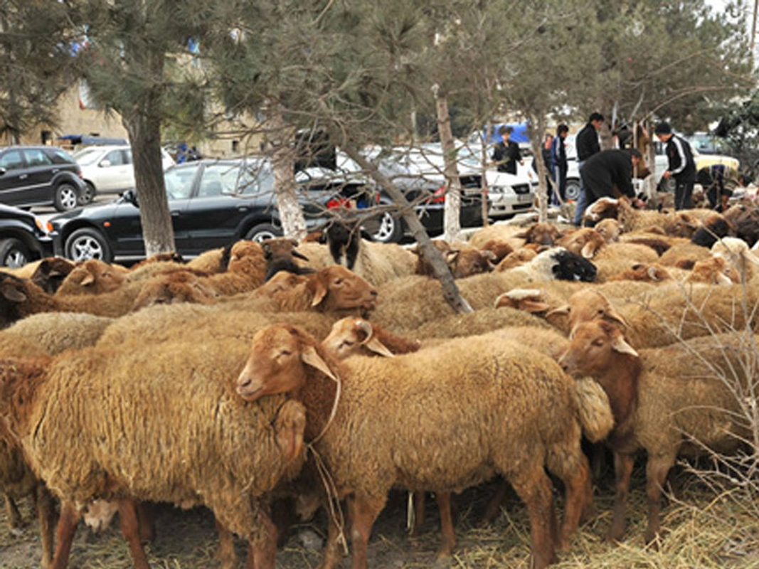 Qurban bayramı ilə bağlı qanunsuz heyvan kəsimi aparanlar cəzalandırılır