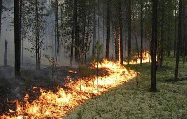 Лесной массив горит в Гейчае