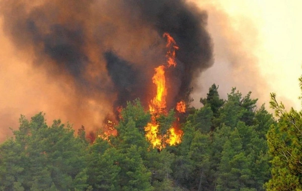 Лесной пожар в Губинском районе - ОБНОВЛЕНО