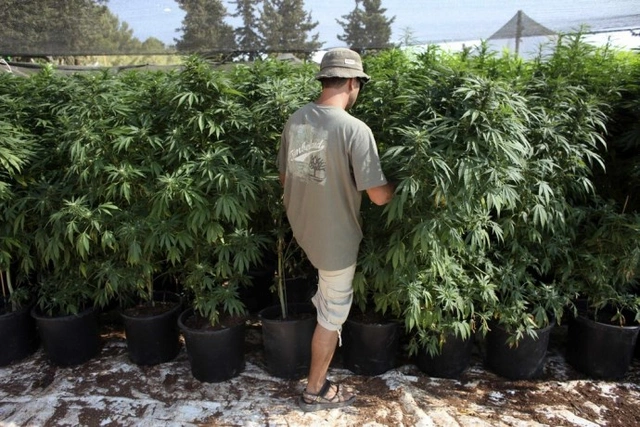 В Грузии подсчитали планируемый доход от экспорта марихуаны
