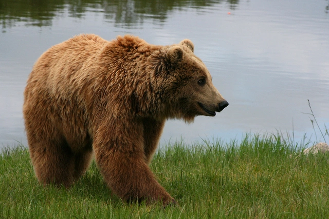 В Азербайджане убили медведя из «Красной книги»