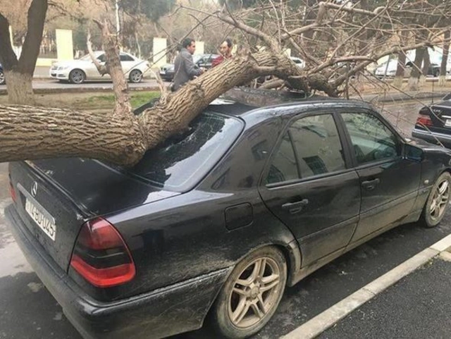 В Баку сильный ветер повалил дерево на машину - ФОТО