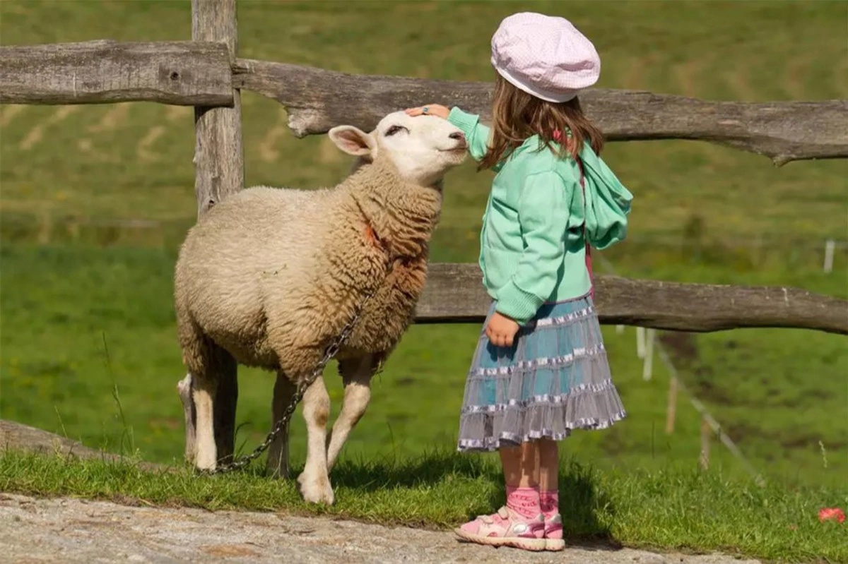 Qurbanı uşaqların gözü qarşısında kəsməyin! - İlahiyyatçı əhaliyə səsləndi