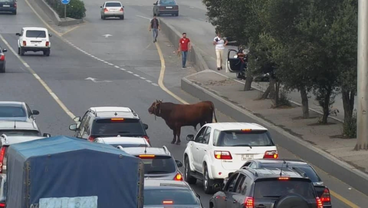 Bakıda qurbanlıq öküz prospekti bir-birinə qatdı - YENİLƏNİB + VİDEO