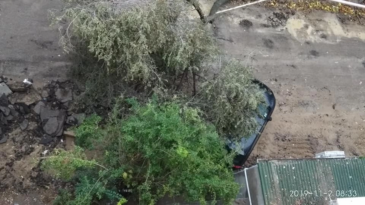 Güclü külək ağacı tanınmış yazarın maşınının üstünə aşırdı - FOTO