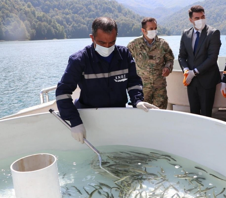 Göygöl və Maralgöl göllərinə körpə forel balıqları buraxılıb - FOTO