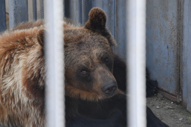 Rusiyada ayı zoopark işçisinə hücum çəkib – ANBAAN VİDEO