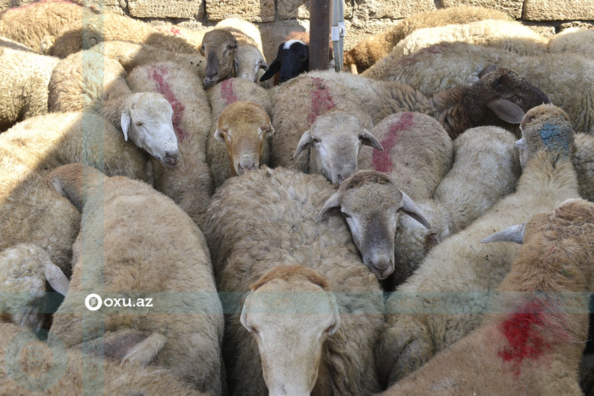 Qurbanlıq heyvanlar neçəyə satılır? - VİDEO