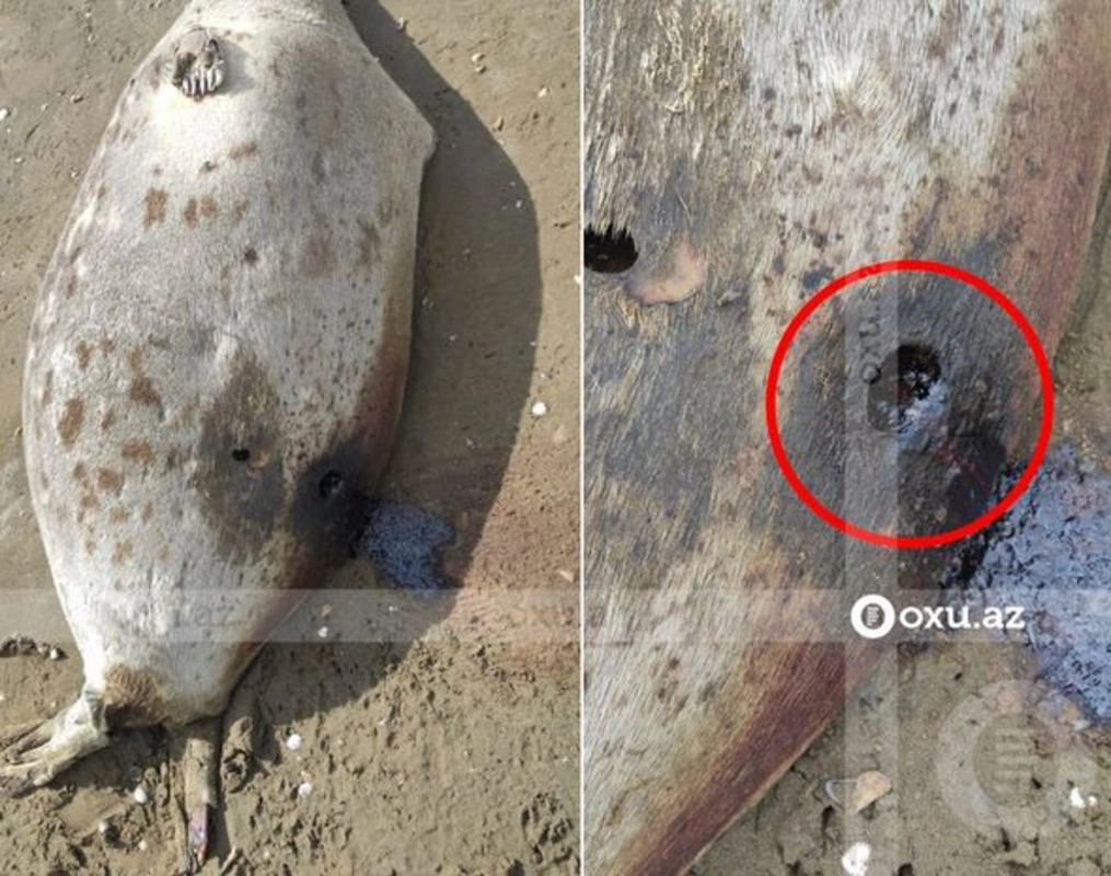 В чем причина массовой гибели найденных на берегу Каспия тюленей? - ФОТО