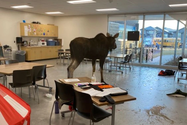 В Канаде лось разбил окно в здании школы и попал в класс во время урока