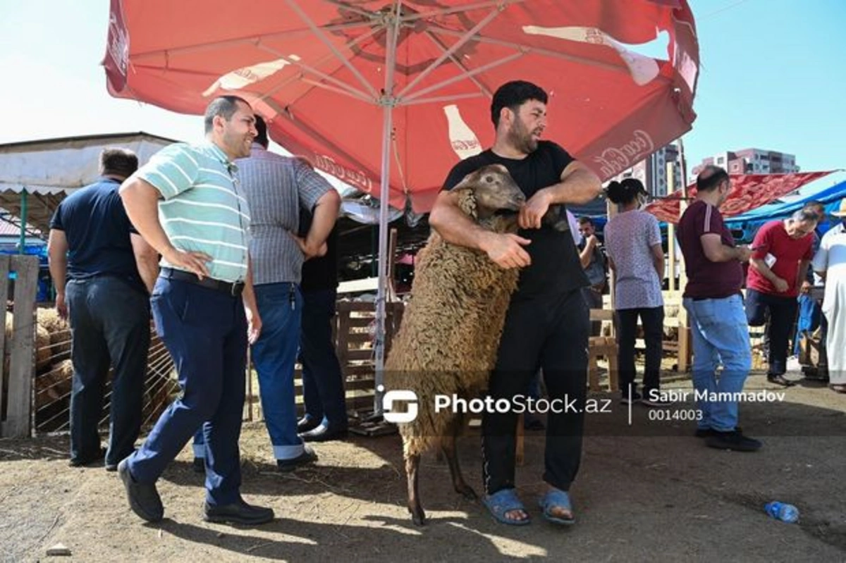 ФОТОРЕПОРТАЖ с пункта забоя жертвенных животных в Баку