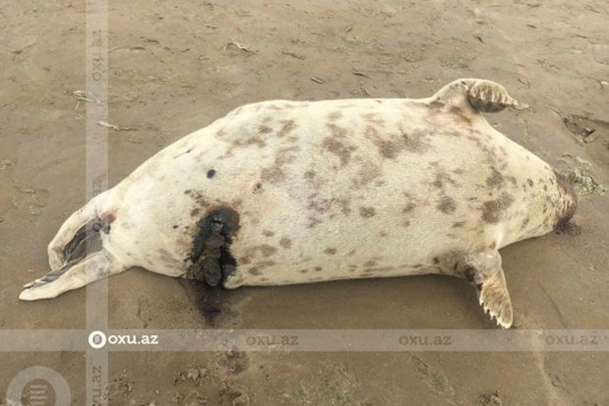 Мертвых тюленей снова заметили на берегу Каспийского моря