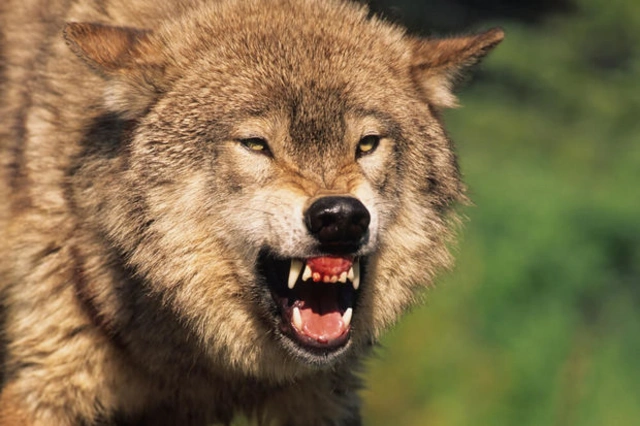 В Бардинском районе волки напали на село - ВИДЕО