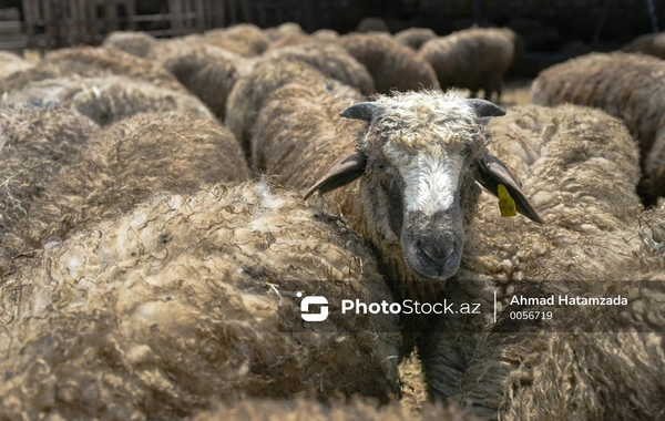 Banka borcu olanların, qurban kəsmək əvəzinə pul paylayanların qurbanı qəbul olunur? - ŞƏRH + FOTO