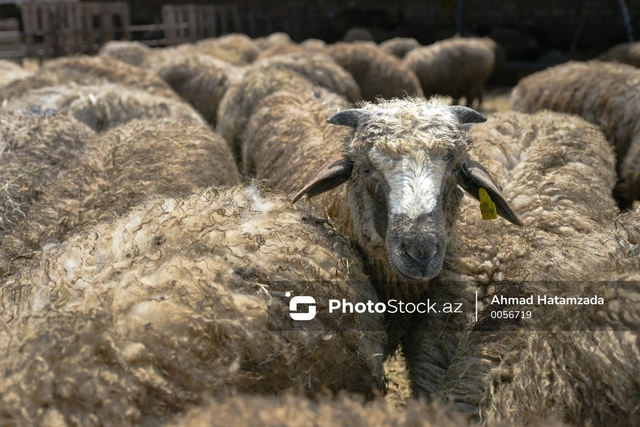 Banka borcu olanların, qurban kəsmək əvəzinə pul paylayanların qurbanı qəbul olunur? - ŞƏRH + FOTO