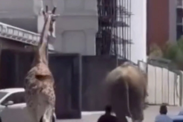Слон и жираф сбежали со съемочной площадки в Риме - ВИДЕО