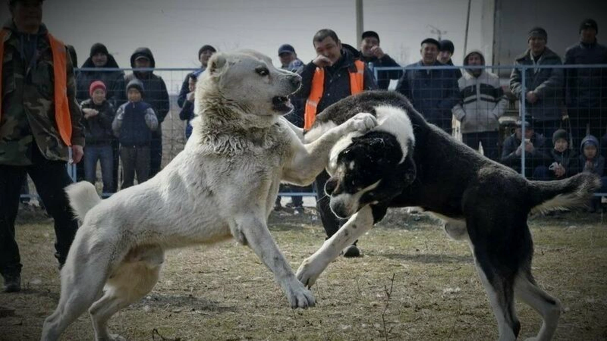 Qazaxda it döyüşləri təşkil edilib