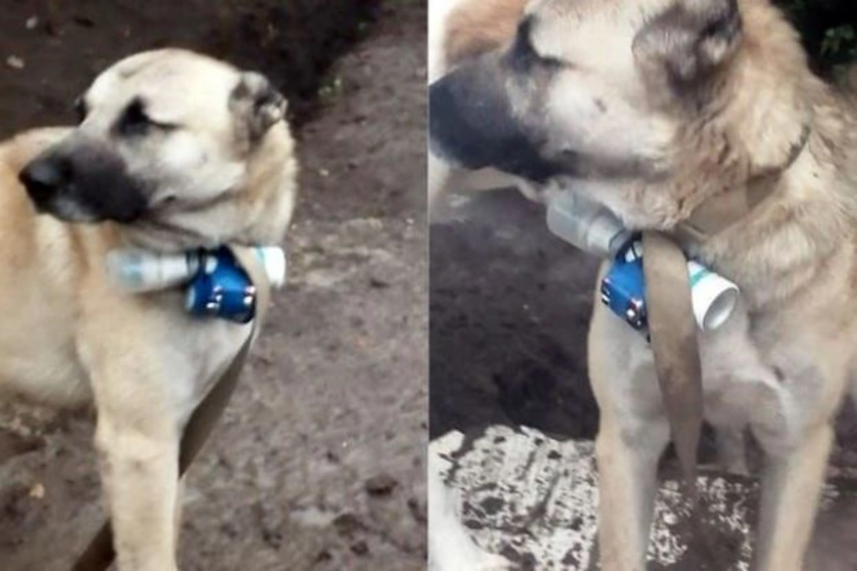 Всемирное общество защиты животных осудило попытку армян совершить теракт с использованием собак