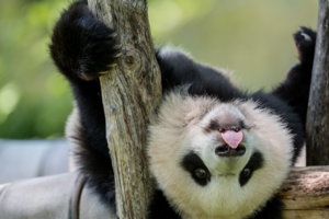 Çin ABŞ-ni pandasız qoydu - FOTO