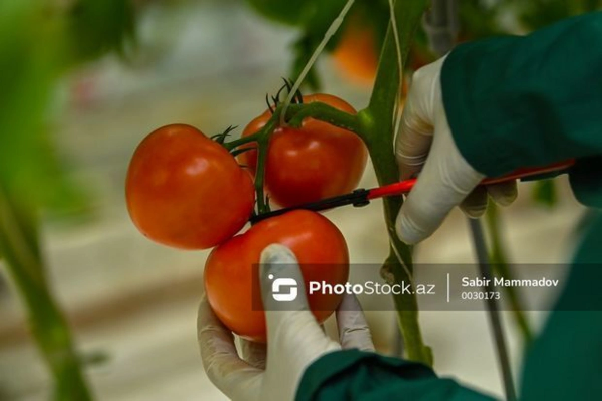 Pomidoru qəfil bahalaşdıran nədir? - “Kaspi”nin ARAŞDIRMASI + FOTO