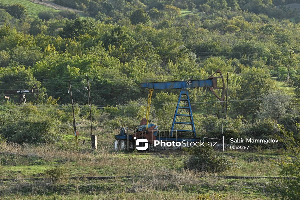 Əsrarəngiz təbiət, “qara qızıl”, bir də buruqlar: Meşədən neft necə çıxır? - REPORTAJ + FOTO