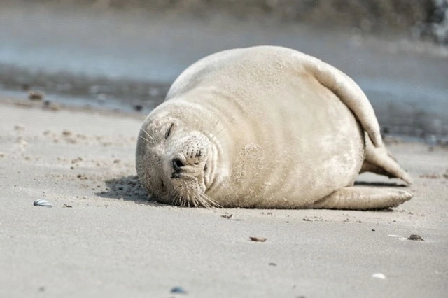Названа возможная причина массовой гибели тюленей на Каспии