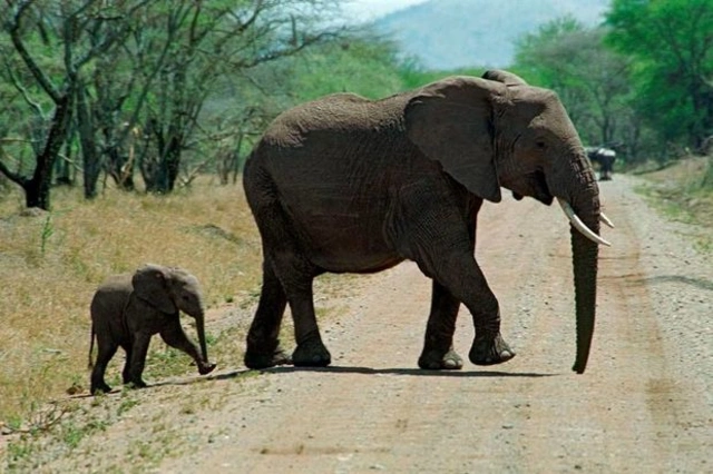 В Зимбабве не менее 100 слонов погибли из-за засухи