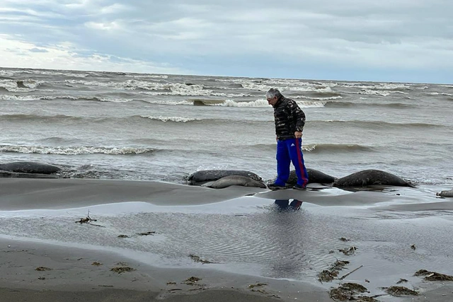 На дагестанском побережье Каспия нашли около 130 мертвых тюленей