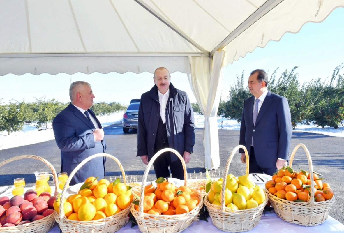 Prezident Lənkəranda: “Lenk Fruit” MMC-nin sitrus bağında yaradılan şəraitlə tanışlıq - YENİLƏNİB + FOTO/VİDEO