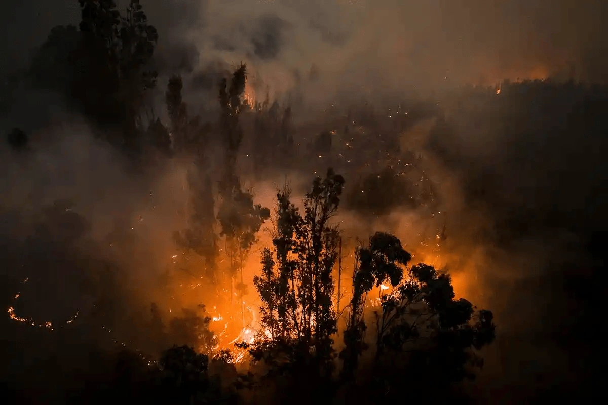 В Чили число жертв лесных пожаров приблизилось к 100 - ОБНОВЛЕНО + ФОТО/ВИДЕО