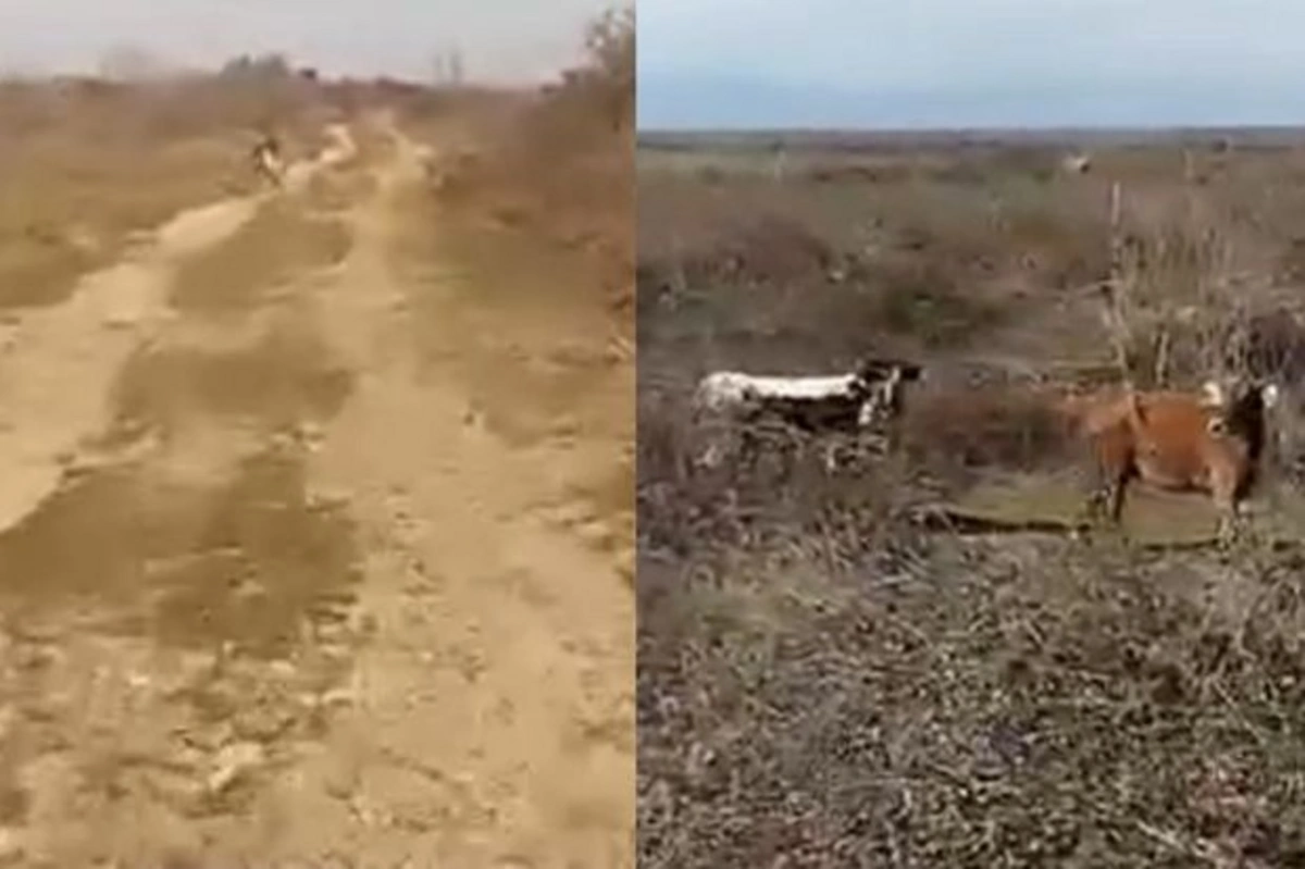 В Лянкяранском районе волки напали на домашний скот - ВИДЕО