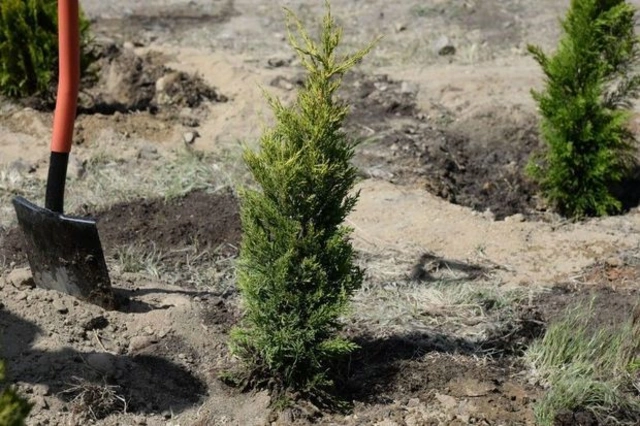 Стало известно, сколько деревьев посажено в Азербайджане за последние три дня - ФОТО