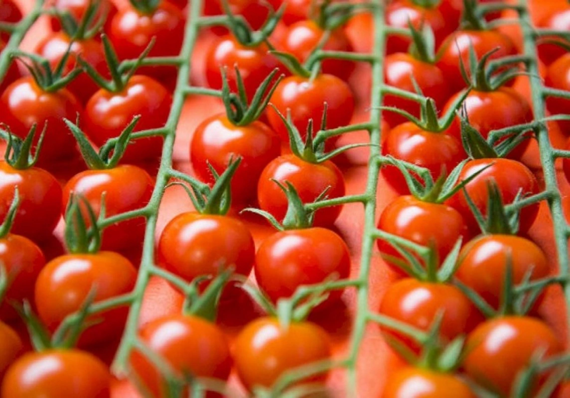 Pomidor ixracının azalmasının kökündə dayanan amillər - “Kaspi”nin ARAŞDIRMASI + FOTO