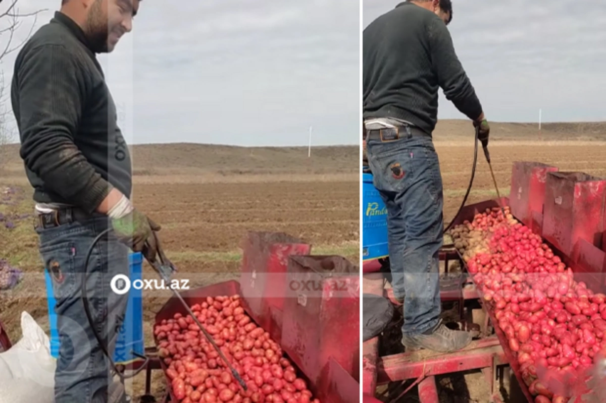 Toxumluq kartofu qırmızı rəngə boyayan fermer: “Dərmanın effektini görmürük” - VİDEO