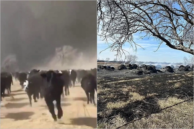 Diri-diri yanan heyvanlar, külə dönən evlər: Texasdan qorxunc görüntülər - FOTO/VİDEO