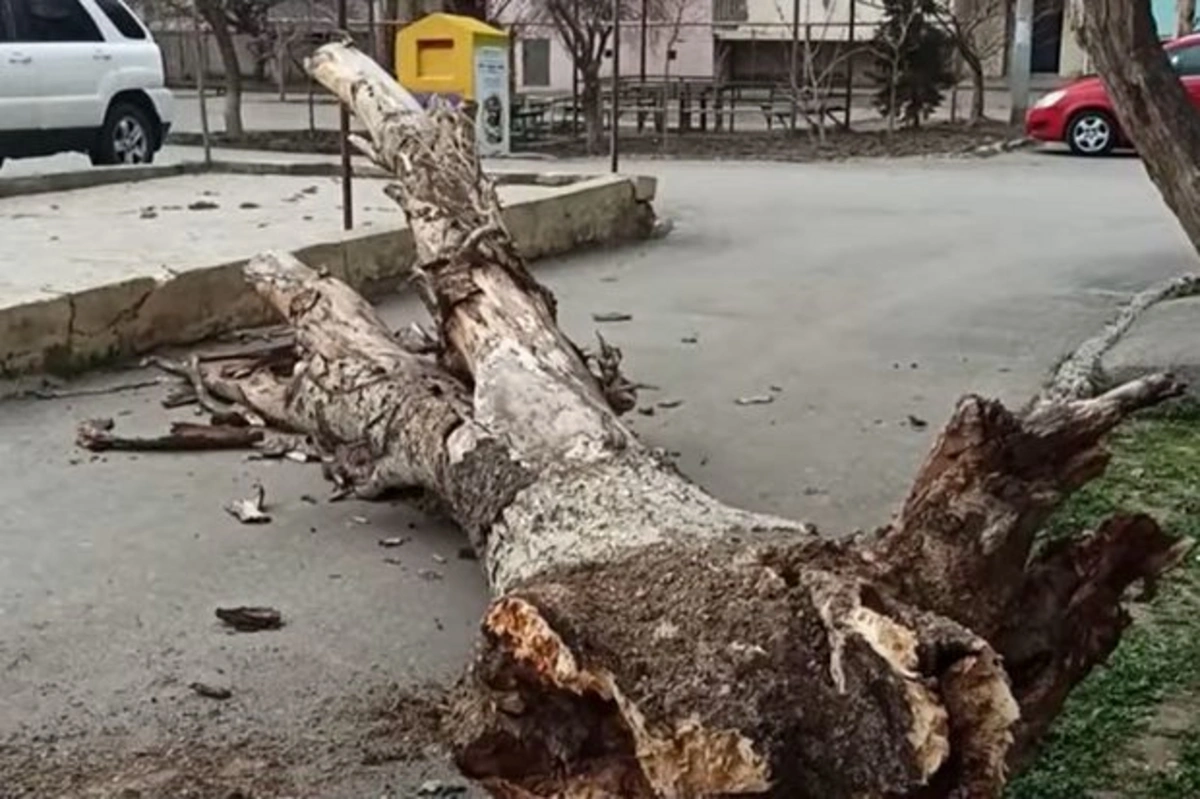 В Сумгайыте упало дерево, заблокирован вход во двор здания - ВИДЕО