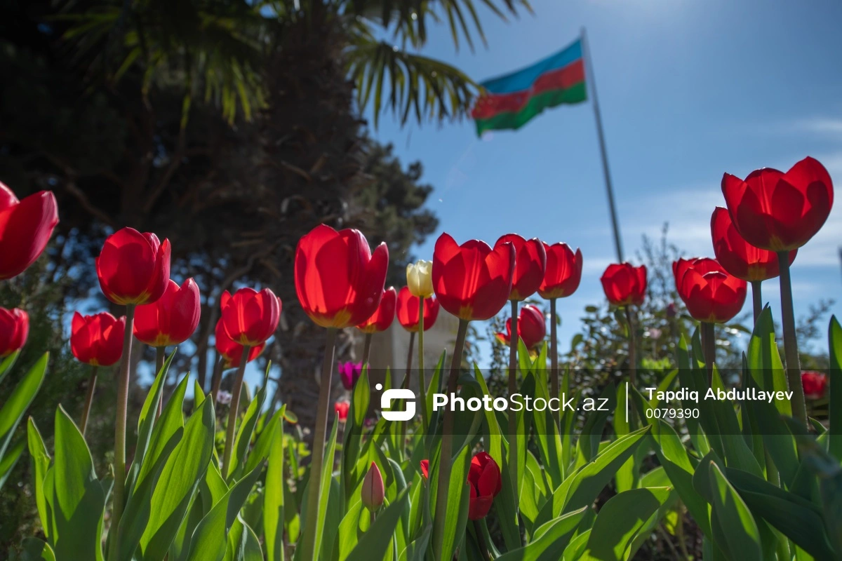 Тюльпаны на бакинском бульваре: сюрприз для жителей столицы - ФОТОРЕПОРТАЖ