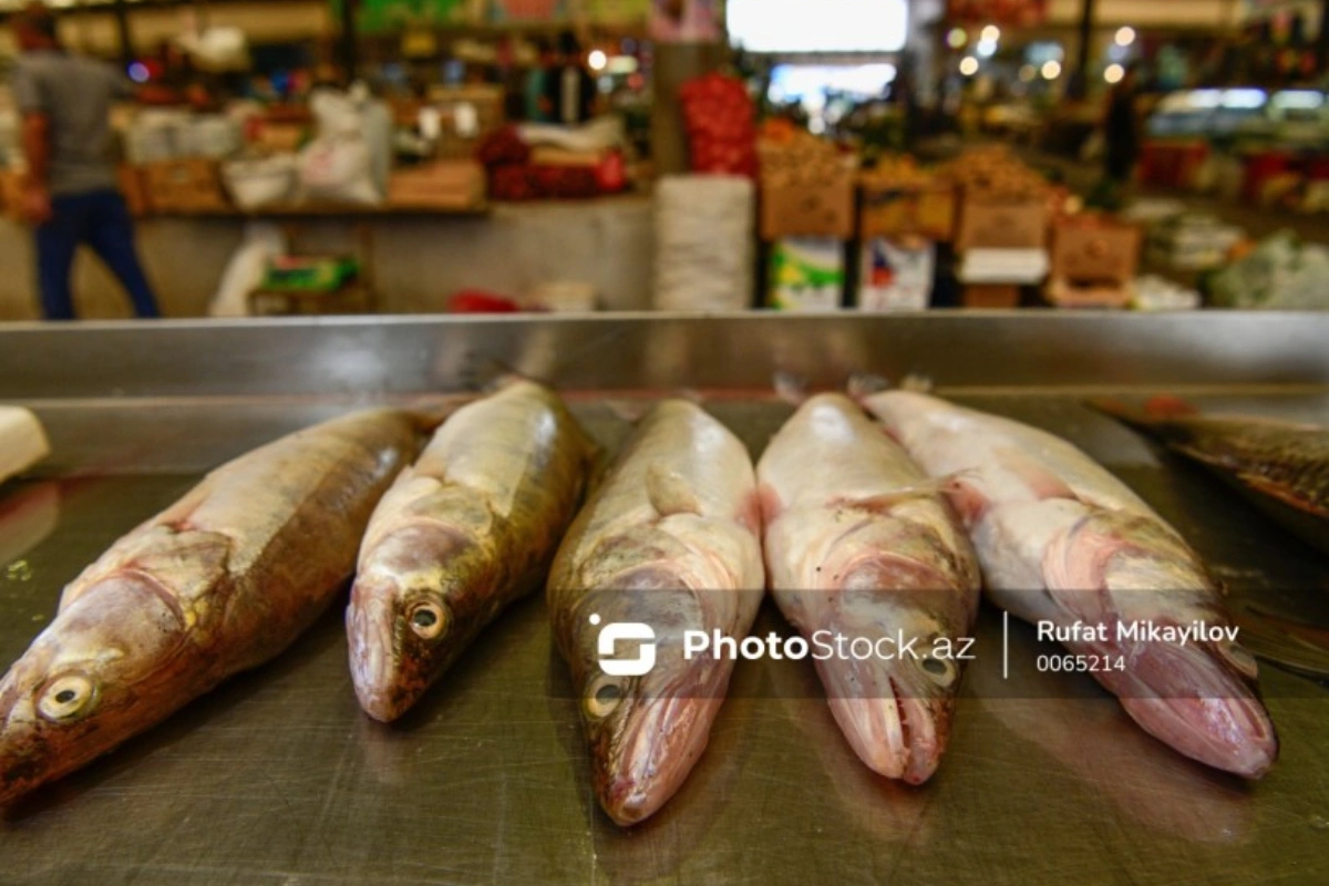 Bu il bazarlarda balıq bol olacaq, qiymət isə... -  ARAŞDIRMA + FOTO
