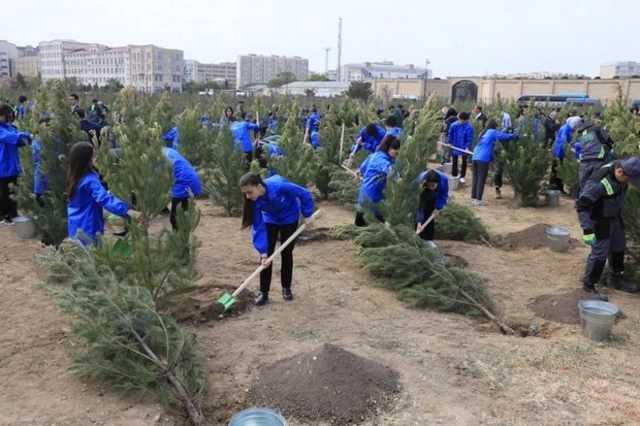 В Баку прошла акция по посадке деревьев - ФОТО