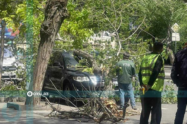 В Баку дерево рухнуло на автомобиль