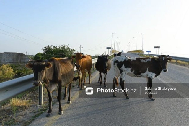 В Зардабском районе крупный рогатый скот спровоцировал смертельное ДТП