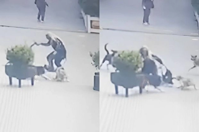 В Хырдалане бродячие собаки напали на женщину - ВИДЕО