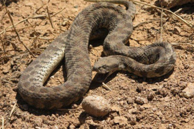 В Агдамском районе 12-летнего мальчика укусила змея