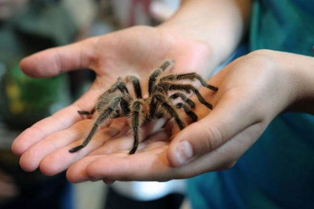 Ядовитый бизнес: в Азербайджане набирает обороты продажа тарантулов - ВИДЕО