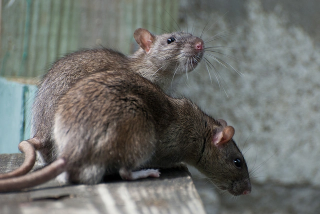В Нью-Йорке проведут первый саммит по борьбе с крысами