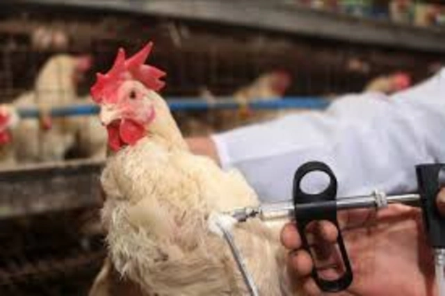 Сняты ограничения на импорт продукции птицеводства из ряда стран в связи с птичьим гриппом