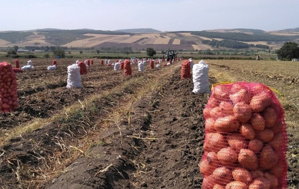 Kartof bazarı: Satıcı gülür, alıcı isə məyusdur - SƏBƏB + "Kaspi"nin TƏHLİLİ
