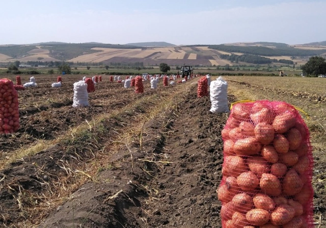Kartof bazarı: Satıcı gülür, alıcı isə məyusdur - SƏBƏB + "Kaspi"nin TƏHLİLİ
