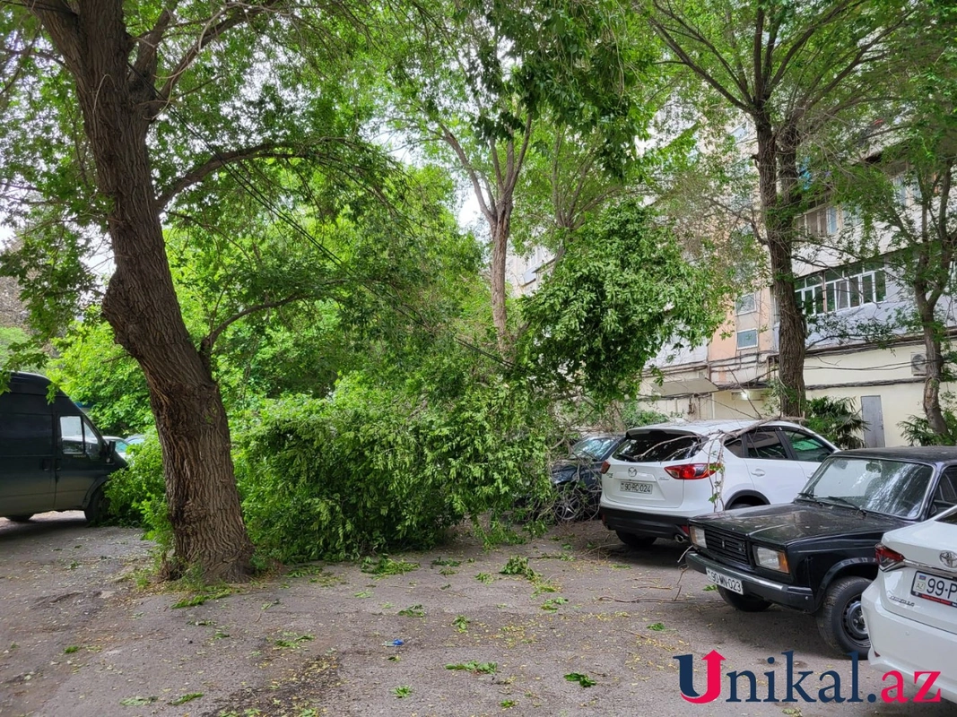 В Баку упало дерево, повреждены автомобили